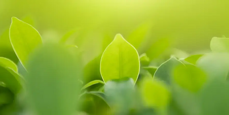 Champús sin sulfatos ni siliconas