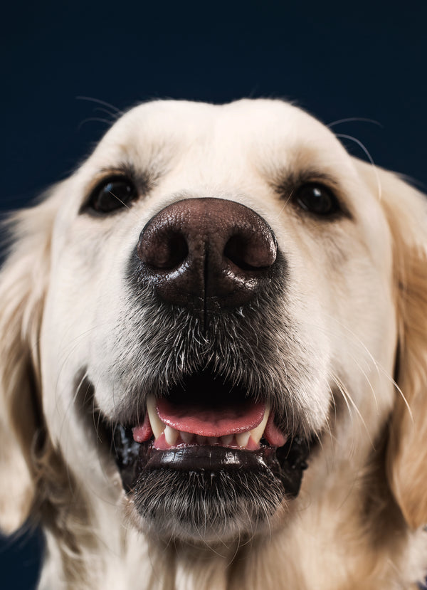 Pet cosmetics