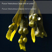 Cargar imagen en el visor de la galería, con fucus vesiculosus (alga rica en yodo)
